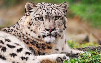 White Snow Leopard screenshot