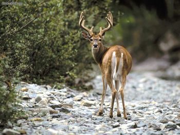 White Tailed Deer Glacier National Park Montana screenshot