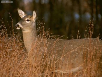 White Tailed Deer Michigan screenshot