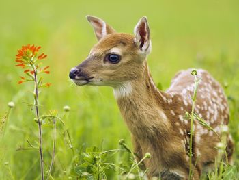 White Tailed Deer, Minnesota screenshot