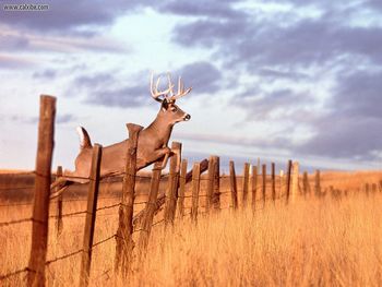 White Tailed Deer screenshot