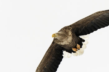 White Tailed Eagle Japan screenshot