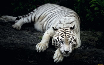 White Tiger Animal screenshot