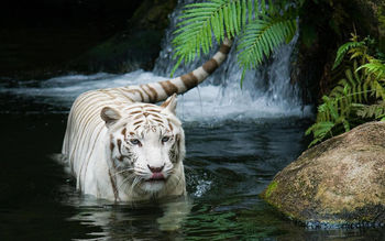 White Tiger Beautiful screenshot