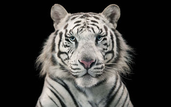 White Tiger Bengal Tiger screenshot