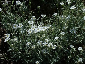 White Wildflowersofthe Lakeshore W screenshot