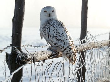 White Winter Owl screenshot