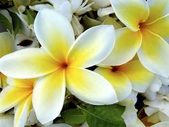 White Yellow Flowers screenshot