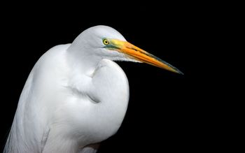 Whiteheron screenshot