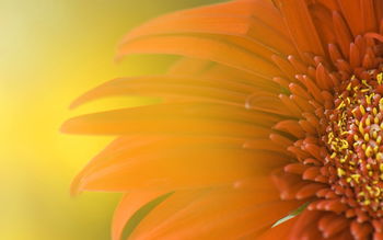 Widescreen Sunflower screenshot