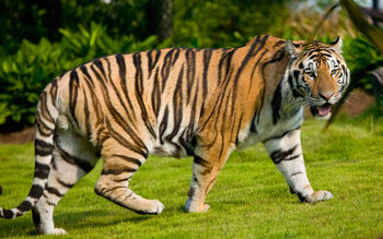 Widescreen Tiger screenshot