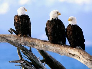 Wild and Free Bald Eagles screenshot