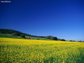 Wild Flower Field California screenshot