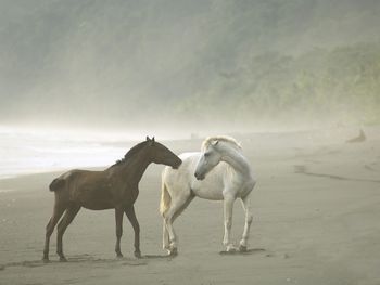 Wild Horses In Fog, Osa Peninsula, Costa Rica screenshot