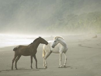 Wild Horses In Fog, Osa Peninsula, Costa Rica screenshot