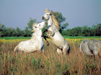 Wild Horses Of Camargue, Southern France screenshot