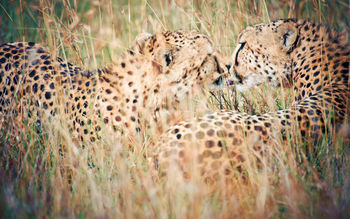 Wild Kiss screenshot