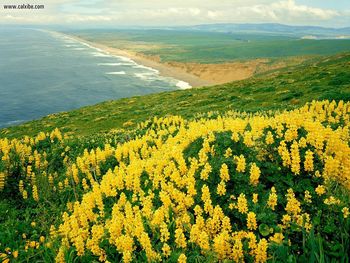 Wild Lupines Point Reyes National Seashore California screenshot