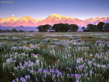 Wild Mountain, Owens Valley, California screenshot