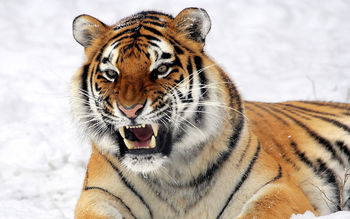 Wild Tiger Predator screenshot