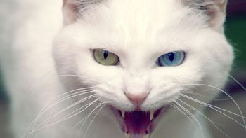 Wild White Cat screenshot