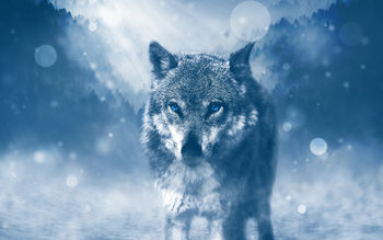 Wild Wolf 4K screenshot
