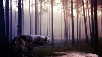 Wild Wolf screenshot