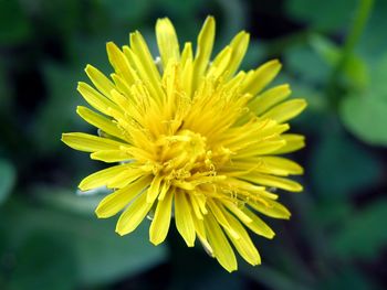 Wild Yellow Flower screenshot