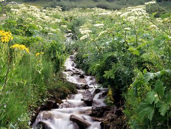 Wildflowers Border A Mountain Stream White River National Forest Colorado screenshot