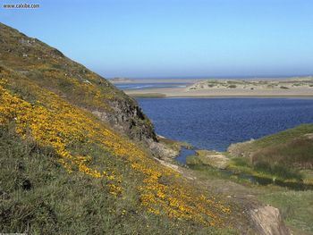 Wildflowers Point Reyes National Seashore California screenshot