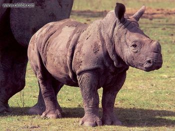Wildlife Baby Rhino screenshot