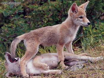 Wildlife Coyote Pups screenshot