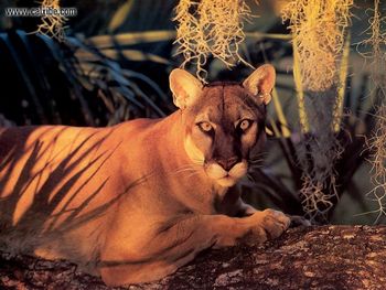 Wildlife Florida Panther screenshot