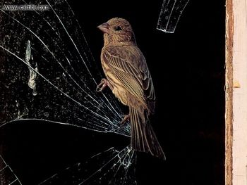 Wildlife House Finch screenshot