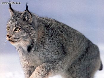 Wildlife Lynx screenshot