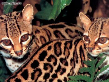 Wildlife Margays screenshot