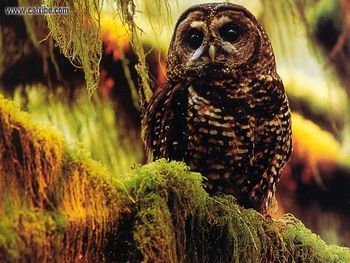 Wildlife Northern Spotted Owl screenshot