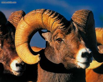Wildlife Rocky Mountain Bighorn Sheep screenshot
