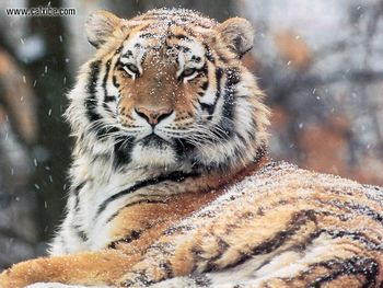 Wildlife Tiger screenshot