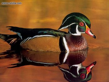 Wildlife Wood Duck screenshot