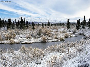 Willow Shrub And Spruce Trees Savage River Alaska screenshot