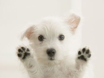 Window Watcher, West Highland White Terrier screenshot