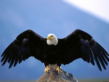 Wingspan Bald Eagle screenshot