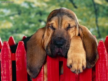 Winks Bloodhound Puppy screenshot
