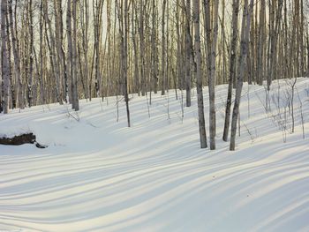 Winter Birch And Aspen Forest, Alaska screenshot