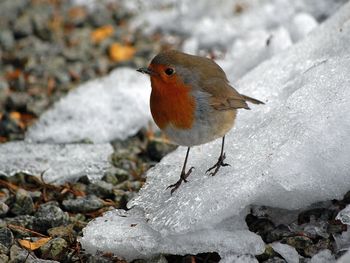 Winter Bird screenshot