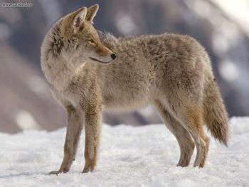 Winter Coyote screenshot