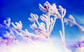 Winter Fantasy screenshot