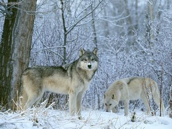 Winter Land Wolves screenshot