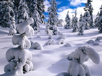 Winter Pines, Willamette National Forest, Oregon screenshot